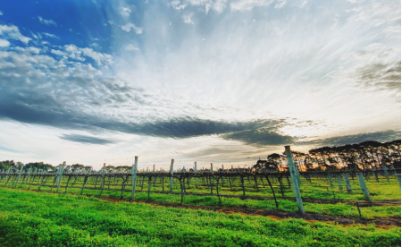 Stunning Vineyard image Oakdene Budburst