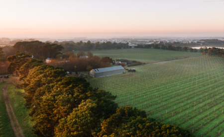 Spring in the vineyard Shiraz Block